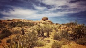 Sustainability risks and opportunities
