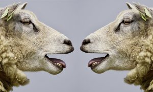 Communication and disclosure